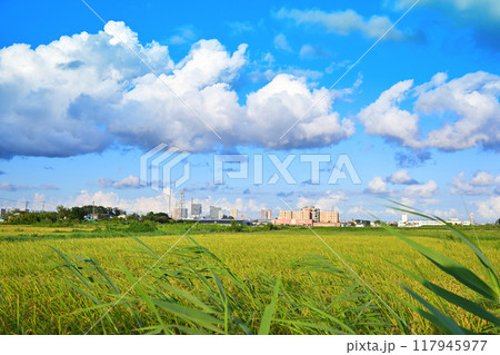 青い空と白い雲　都市と田圃　さいたま新都心方面　　　　 117945977