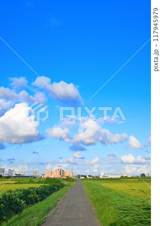 青い空と白い雲 都市と田圃 さいたま新都心方面 青い空と白い雲 都市と田圃 さいたま新都心方面 117945979