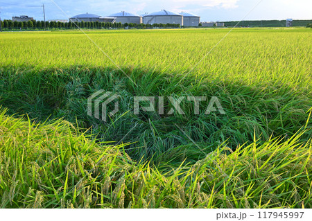 ミステリーサークルイメージ 雨風で倒れた稲穂 さいたま市 ミステリーサークルイメージ 雨風で倒れた稲穂 さいたま市 117945997