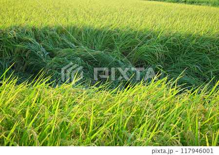 ミステリーサークルイメージ　雨風で倒れた稲穂　さいたま市　　　 117946001