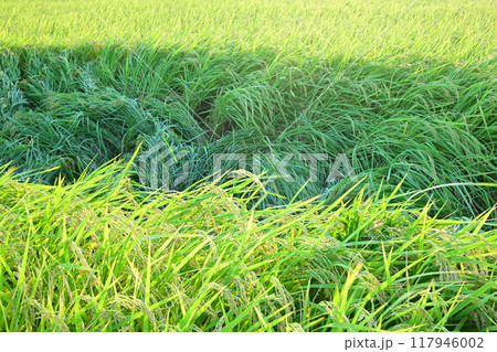 ミステリーサークルイメージ　雨風で倒れた稲穂　さいたま市　　　 117946002