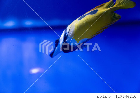 かわいいヒフキアイゴ 海遊館 かわいいヒフキアイゴ 海遊館 117946216