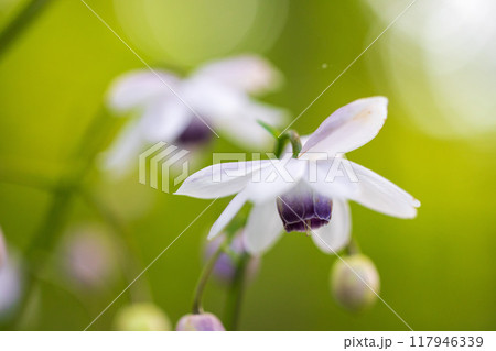 春の陽光を浴びるレンゲショウマ 117946339