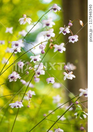 光に透けるレンゲショウマ 117946340