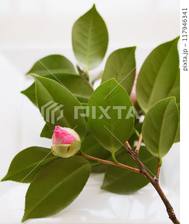 椿のつぼみ - 4:5 椿のつぼみ - 4:5 117946341