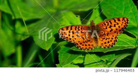 Beautiful butterfly Northwestern fritillary is resting on the green grass in the garden in summer. 117946403