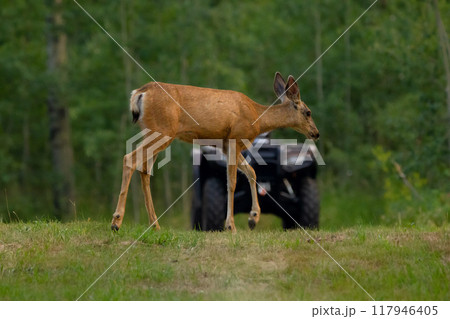 Female Mule deer is crossing the trail in front of the pared quad bike in the background in the backyard in summer. 117946405
