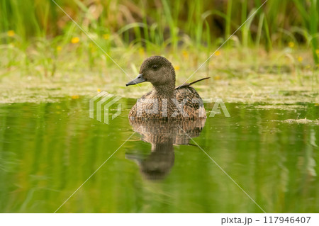 Female duck American wigeon is resting on the water of the pond in peace among green summer aquatic vegetation and flowers. 117946407