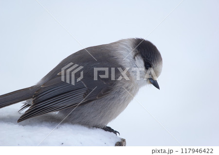 Canada jay or Gray jay (Whiskey jack) is sitting in snowy stump in the backyard in winter cold day. Canada jay or Gray jay (Whiskey jack) is sitting in snowy stump in the backyard in winter cold day. 117946422