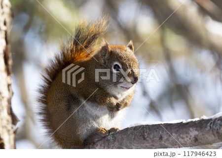 American red squirrel is sitting on a spruce branch in the forest in spring sunny day. 117946423