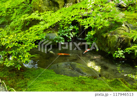 瑠璃光院　臥龍の庭 117946513