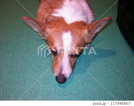 池袋犬猫ふれあい 池袋犬猫ふれあい 117946607