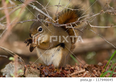 American red squirrel is sitting on the stump and eating seeds from a spruce cone in the wild in the autumn forest. 117946645