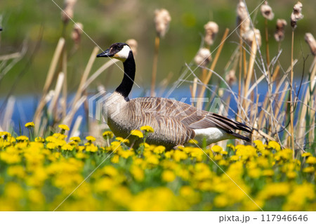 Beautiful scene near the lake of a Canada goose standing in green grass and blooming yellow dandelions in spring. Beautiful scene near the lake of a Canada goose standing in green grass and blooming yellow dandelions in spring. 117946646