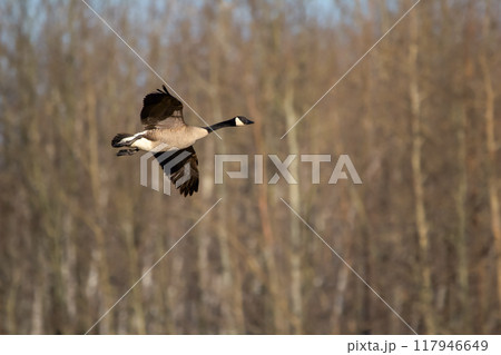 One Canada goose is flying over the bare spring trees in solitude during migration. One Canada goose is flying over the bare spring trees in solitude during migration. 117946649