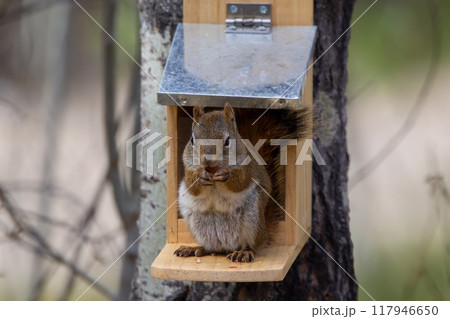 American red squirrel is sitting on the feeder on the tree and eating peanuts in springtime. American red squirrel is sitting on the feeder on the tree and eating peanuts in springtime. 117946650
