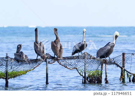 Many brown pelicans are resting on the wooden poles in the water with fishing nets on them. Blue sea on the background. Many brown pelicans are resting on the wooden poles in the water with fishing nets on them. Blue sea on the background. 117946651
