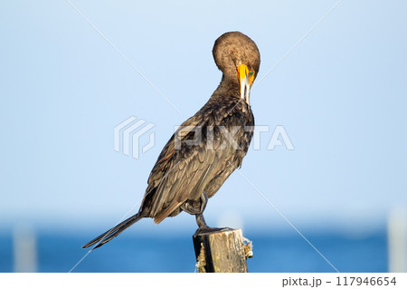 Double-crested cormorant is perched on a wooden pole and preening in the beach of the ocean, blue water and sky background. 117946654