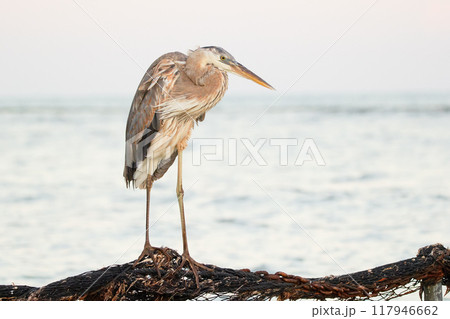 Great blue heron is standing on the rock in the ocean coastline and fishing in a sunny day, blue sea and waves on the background. Great blue heron is standing on the rock in the ocean coastline and fishing in a sunny day, blue sea and waves on the background. 117946662