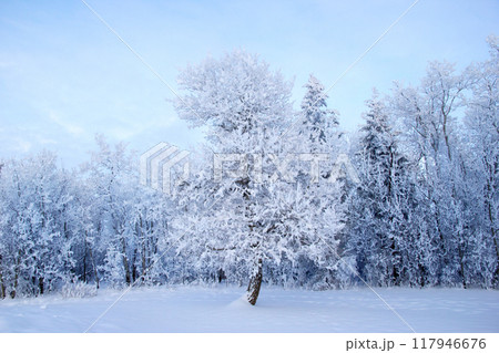Big pine tree in hoarfrost in the middle of the valley in the forest covered with snow. 117946676