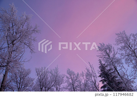 Crowns of trees in hoarfrost in winter colorful sky. Watching the sky in prayer, pink gentle sky gives hope and calms down. Crowns of trees in hoarfrost in winter colorful sky. Watching the sky in prayer, pink gentle sky gives hope and calms down. 117946682