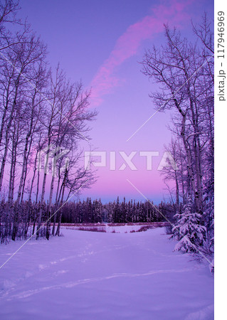 Beautiful pink and blue evening after sunset in the  winter forest, view from the trail. 117946969