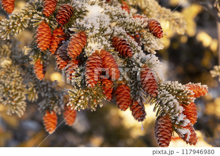Spruce branch with many cones in frost in warm sun light in winter forest. Spruce branch with many cones in frost in warm sun light in winter forest. 117946980