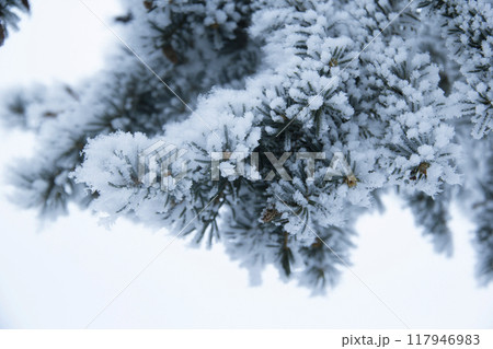 Pine branch covered with snow and hoarfrost in the winter white forest. Pine branch covered with snow and hoarfrost in the winter white forest. 117946983