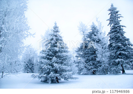 White and blue winter landscape in the forest, trees are covered with snow and fog in the air. 117946986