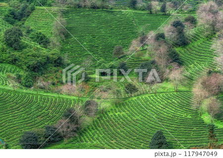 Sapa Green Tea Farm 117947049