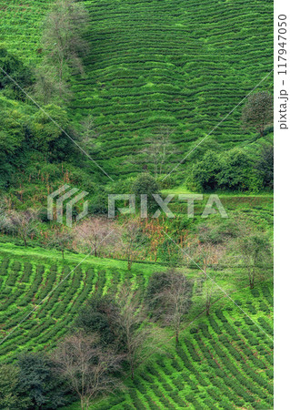 Sapa Green Tea Farm 117947050