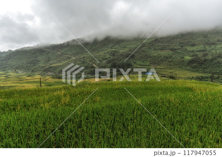 Sapa rice terrace field view 117947055