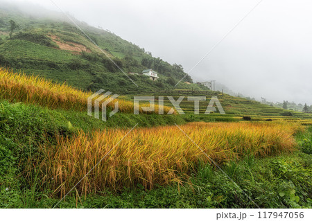 Sapa rice terrace 117947056