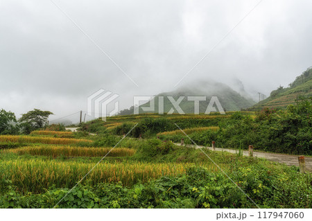 Sapa rice terrace farm road 117947060