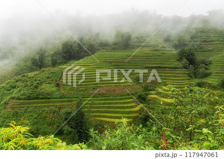 Sapa rice terrace field 117947061