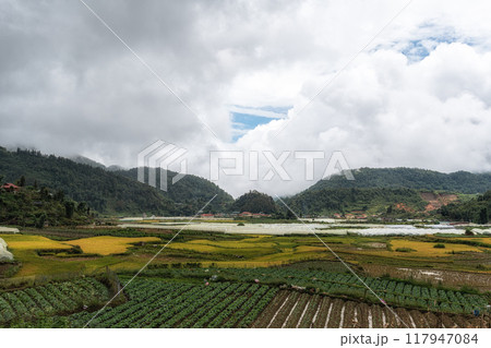 Sapa rice terrace 117947084