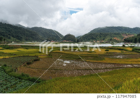Sapa rice terrace 117947085