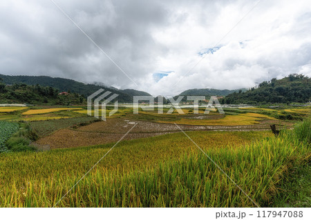 Sapa rice terrace 117947088