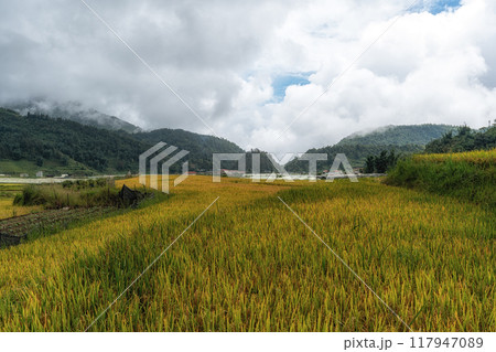 Sapa rice terrace 117947089