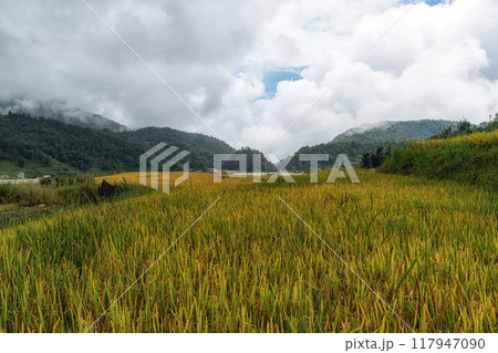Sapa rice terrace Sapa rice terrace 117947090