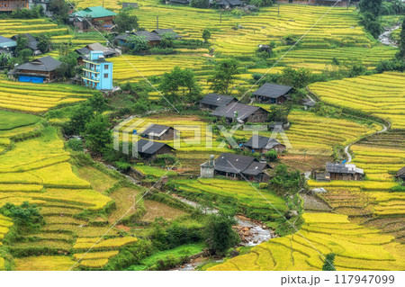 Sapa Rice Terrace Field Harvest Sapa Rice Terrace Field Harvest 117947099