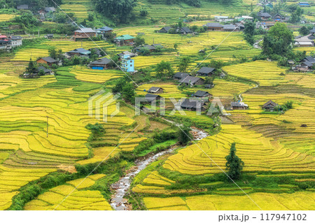 Sapa Rice Terrace Field Harvest Sapa Rice Terrace Field Harvest 117947102