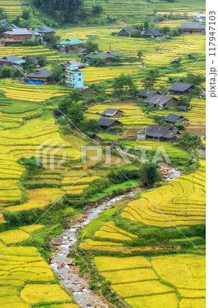 Sapa Rice Terrace Field Harvest 117947103