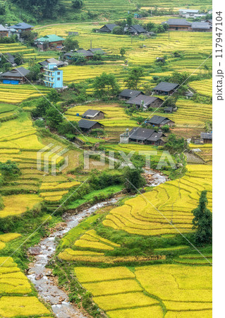 Sapa Rice Terrace Field Harvest Sapa Rice Terrace Field Harvest 117947104