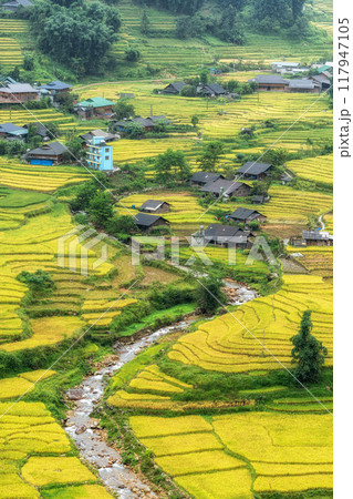 Sapa Rice Terrace Field Harvest 117947105