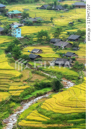 Sapa Rice Terrace Field Harvest Sapa Rice Terrace Field Harvest 117947107