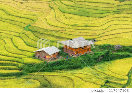Sapa Rice Terrace Field Harvest 117947108