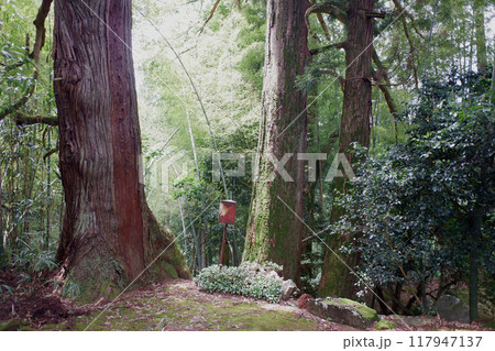 福井県 平泉寺白山神社近く・神明神社の大杉 福井県 平泉寺白山神社近く・神明神社の大杉 117947137