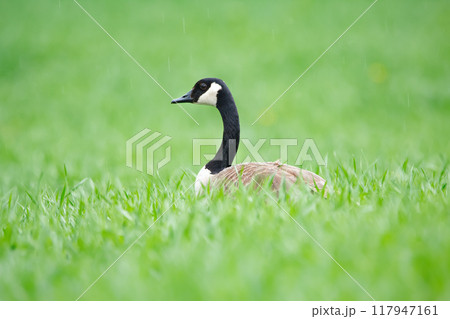 Head of Canada goose in the green grass in the field in spring. 117947161