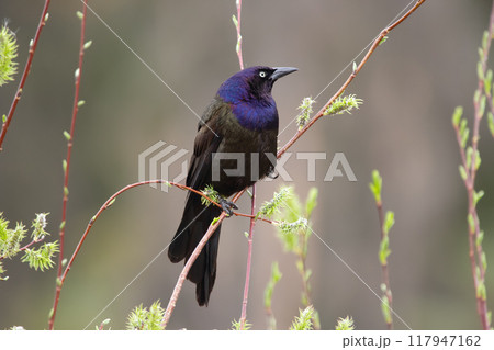 Common grackle is sitting on a willow branch at the pond in spring. Common grackle is sitting on a willow branch at the pond in spring. 117947162